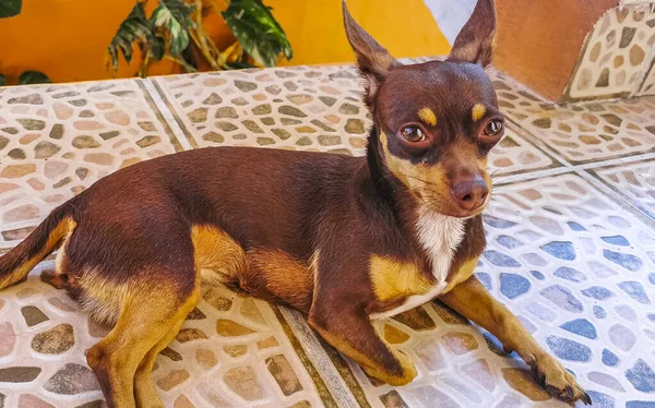 Portrait of a Mexican brown russian toy terrier dog while he is relaxing on ground floor balcony terrace in Playa del Carmen Mexico.