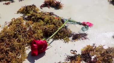Gül ve gül yaprakları plajdaki deniz suyunda ve Playa del Carmen Quintana Roo Meksika 'daki yosun sargazosuyla kumların üzerinde yatar..