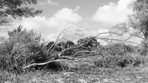 Trooppinen Meksikolainen Karibialainen Ranta Palmuja Kuusia Viidakon Metsässä Luonto Pilvinen — kuvapankkivideo