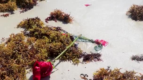 Gül Gül Yaprakları Plajdaki Deniz Suyunda Playa Del Carmen Quintana — Stok video