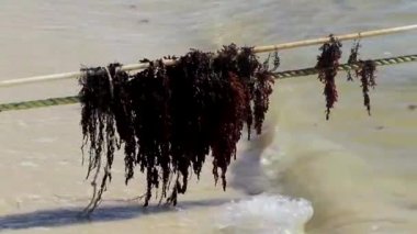 Caribbean beach water with a lot of very disgusting and dirty seaweed sargazo on rope in Playa del Carmen Quintana Roo Mexico.