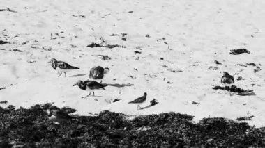 Çulluk çulluk erkek kuş dişi kuş Playa del Carmen Quintana Roo Meksika 'daki tropik Meksika plajında iğrenç sargazo yiyor..
