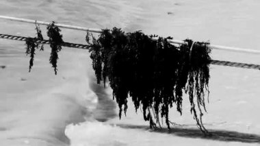 Caribbean beach water with a lot of very disgusting and dirty seaweed sargazo on rope in Playa del Carmen Quintana Roo Mexico.