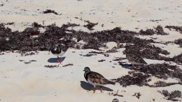 Sandpiper Snipe Sandpipers Male Female Bird Birds Eating Disgusting Sargazo — 비디오