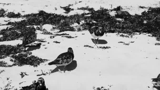 Strandläufer Schnepfenmännchen Männliche Vogelweibchen Fressen Ekelhaften Sargazo Tropischen Mexikanischen Strand — Stockvideo