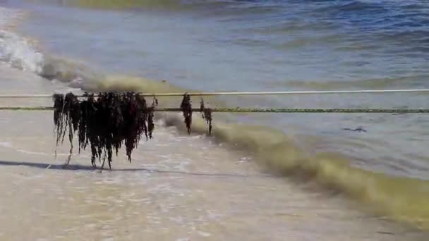 Caribbean Beach Water Lot Very Disgusting Dirty Seaweed Sargazo Rope — 图库视频影像
