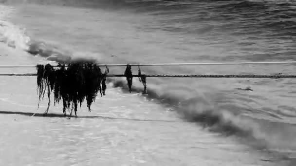 Caribbean Beach Water Lot Very Disgusting Dirty Seaweed Sargazo Rope — стоковое видео