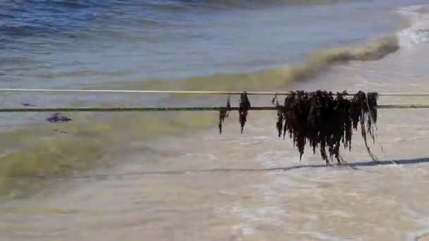 Caribbean Beach Water Lot Very Disgusting Dirty Seaweed Sargazo Rope — стокове відео