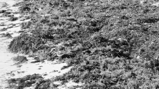 Sandpiper Snipe Sandpipers Αρσενικό Θηλυκό Πουλί Πουλιά Τρώει Αηδιαστικό Sargazo — Αρχείο Βίντεο