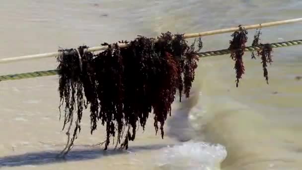 Caribbean Beach Water Lot Very Disgusting Dirty Seaweed Sargazo Rope — Vídeo de Stock
