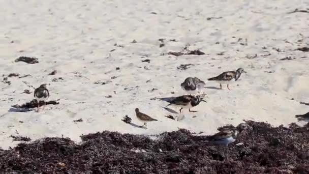 Sandpiper Snipe Sandpipers Macho Hembra Aves Comiendo Asqueroso Sargazo Playa — Vídeos de Stock