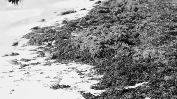 Sandpiper Snipe Sandpipers Macho Hembra Aves Comiendo Asqueroso Sargazo Playa — Vídeos de Stock