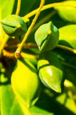 Playa del Carmen Quintana Roo Meksika 'daki Karayipler' de tropikal ağaçtaki fındıklar..
