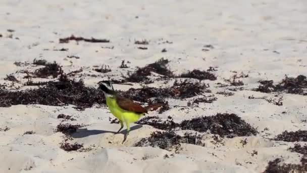 Great Kiskadee Κίτρινο Καφέ Αρσενικό Θηλυκό Πουλί Πουλιά Τρώει Αηδιαστικό — Αρχείο Βίντεο