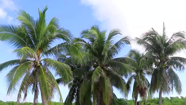 コココナッツとプラヤデルカルメンキンタナの青い空の背景を持つ熱帯自然メキシコのヤシの木 Roo Mexico — ストック動画