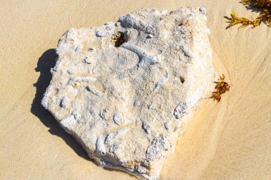 Stones rocks and corals with seagrass seaweed sargazo in turquoise green and blue water on the beach in Playa del Carmen Quintana Roo Mexico.