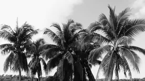 Tropisk Naturlig Mexikansk Palm Med Kokosnötter Och Blå Himmel Bakgrund — Stockvideo