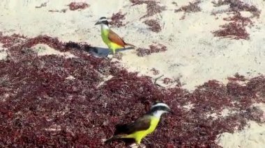 Büyük Kiskadee sarı erkek kuş dişi kuş Playa del Carmen Quintana Roo Meksika 'daki tropik Meksika plajında iğrenç sargazo yiyor..