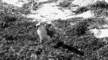 Büyük Kiskadee sarı erkek kuş dişi kuş Playa del Carmen Quintana Roo Meksika 'daki tropik Meksika plajında iğrenç sargazo yiyor..