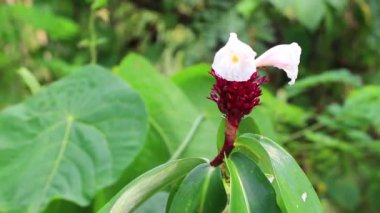 Palmiye ağaçlarıyla tropikal doğa Naithon Sahili 'ndeki Sakhu Thalang ormanlarında çiçek açar Phuket Adası Tayland, Güney Asya.