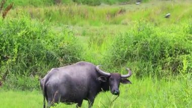 Tayland 'ın güneydoğu Asya bölgesindeki Phuket Adası' ndaki Sakhu Thalang 'da kameraya bakan nemli tropikal doğadaki bufalo..