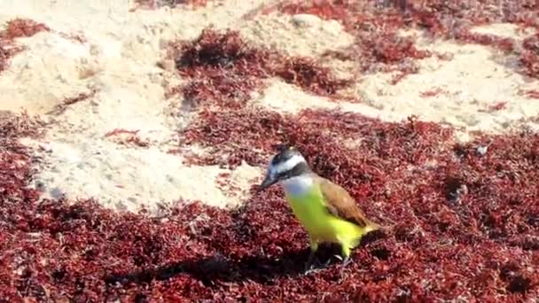 Great Kiskadee Kuning Burung Betina Coklat Makan Sargazo Menjijikkan Pantai — Stok Video