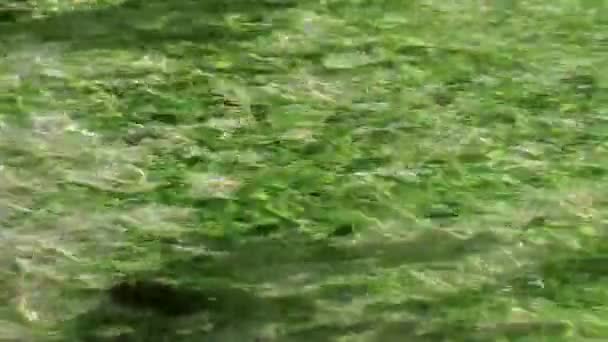 Kleine Schöne Cenote Höhle Mit Fluss Und Türkisblauem Wasser Strand — Stockvideo