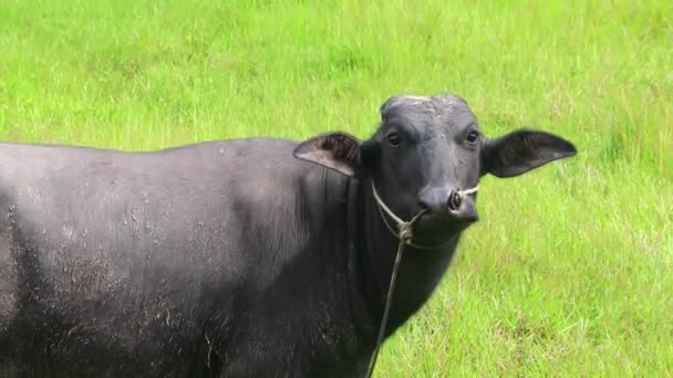 Vatten Buffel Fuktig Tropisk Natur Fältet Tittar Kameran Sakhu Thalang — Stockvideo