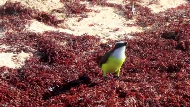 Grande Kiskadee Amarelo Marrom Macho Fêmea Aves Comendo Sargazo Nojento — Vídeo de Stock