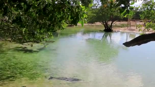 멕시코 카르멘 킨타나 에스메랄다 해변에 청록색 아름다운 세노테 — 비디오