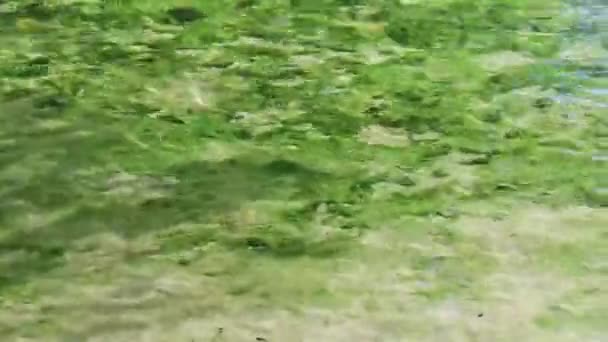 Kleine Schöne Cenote Höhle Mit Fluss Und Türkisblauem Wasser Strand — Stockvideo