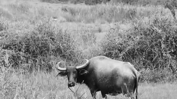 Waterbuffel Vochtige Tropische Natuur Het Veld Kijkend Naar Camera Sakhu — Stockvideo