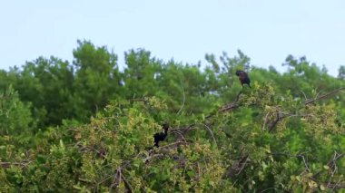 Büyük kuyruklu Grackle kuşları tropikal bir ağacın yaprakları üzerinde oturuyorlar Playa del Carmen Quintana Roo Mexico.