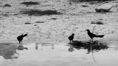 Büyük kuyruklu Grackle Quiscalus Quiscalus erkek dişi kuş cenote Punta Esmeralda 'nın suyunu içiyor Playa del Carmen Quintana Roo' daki tropik Meksika plajında.