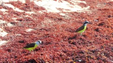 Büyük Kiskadee sarı erkek kuş dişi kuş Playa del Carmen Quintana Roo Meksika 'daki tropik Meksika plajında iğrenç sargazo yiyor..