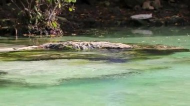 Playa del Carmen Quintana Roo Mexico 'daki Punta Esmeralda plajında nehir ve turkuaz mavisi suları olan küçük güzel Cenote mağarası..