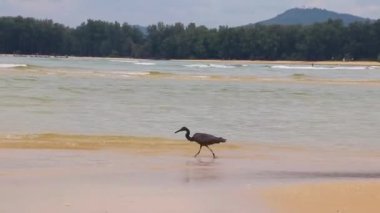 Tayland 'ın güneydoğu Asya bölgesindeki Phuket Adası' ndaki Sakhu Thalang 'daki Naiyang Sahili' nde balıkçılık yapan büyük kara su kuşu balıkçıl leyleği..