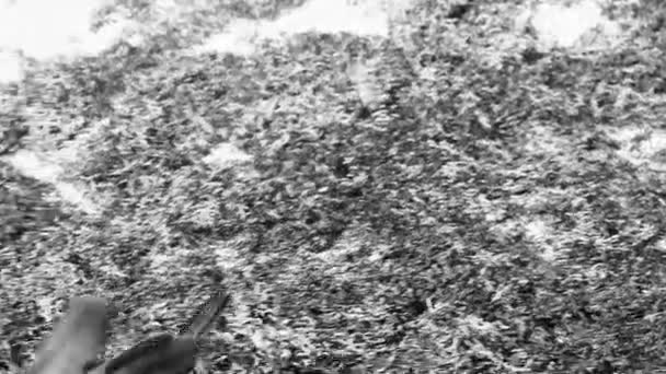 Grand Kiskadee Jaune Brun Mâle Femelle Oiseaux Mangeant Sargazo Dégoûtant — Video