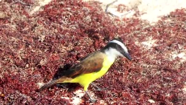 Gran Kiskadee Pájaro Hembra Macho Marrón Amarillo Comiendo Asqueroso Sargazo — Vídeos de Stock