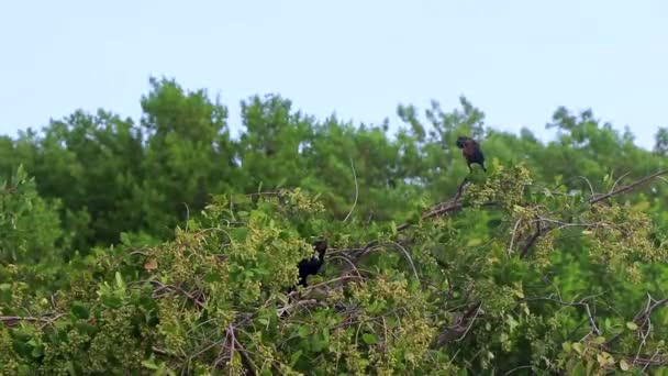 Great Tailed Grackle Bird Birds Sitting Tree Branches Leaves Tropical — Stock Video