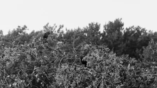 Büyük Kuyruklu Grackle Kuşları Tropikal Bir Ağacın Yaprakları Üzerinde Oturuyorlar — Stok video