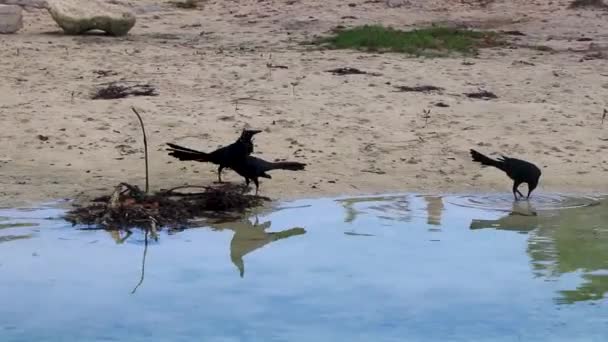 在墨西哥卡门 金塔纳罗奥州的热带墨西哥海滩上 大尾鸥Quiscalus Mexicanus雄鸟在吃香菜Punta Esmeralda的水 — 图库视频影像