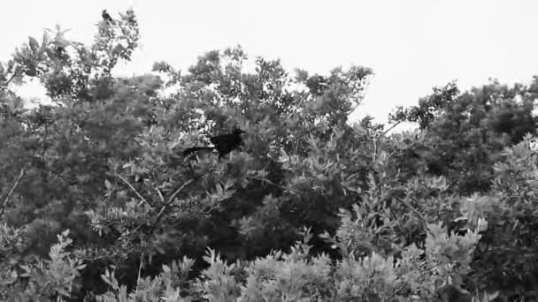 熱帯樹冠プラヤデルカーメンキンタナの木の枝の葉に座っている偉大な尾の黒い鳥 Roo Mexico — ストック動画
