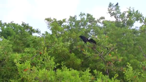 Büyük Kuyruklu Grackle Kuşları Tropikal Bir Ağacın Yaprakları Üzerinde Oturuyorlar — Stok video