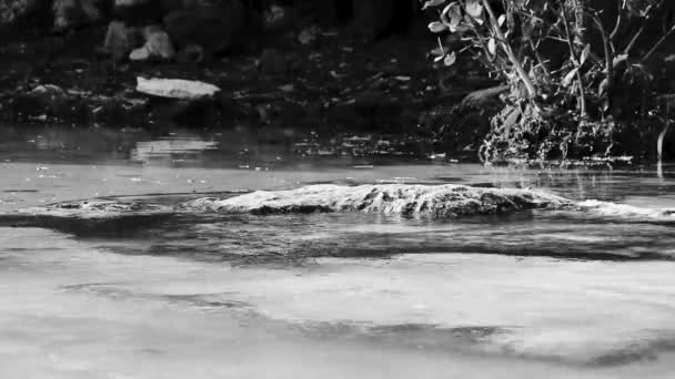 Pequeña Cueva Hermosa Cenote Con Río Agua Azul Turquesa Playa — Vídeos de Stock