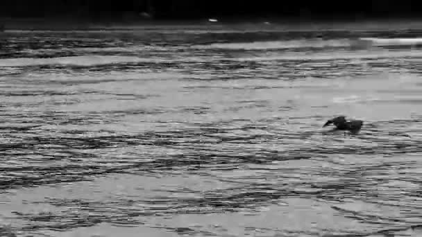 Großer Schwarzwasservogel Reiher Fliegt Über Das Wasser Naiyang Beach Sakhu — Stockvideo
