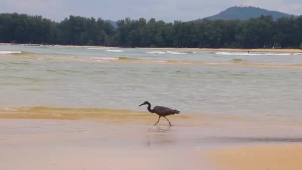 Grote Zwarte Water Vogel Reiger Ooievaar Wandelen Vissen Staan Het — Stockvideo