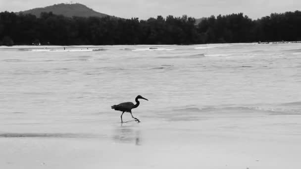 东南亚普吉岛Sakhu Thalang的Naiyang海滩上 大黑水鸟苍鹭正在捕鱼 站在水面上 — 图库视频影像