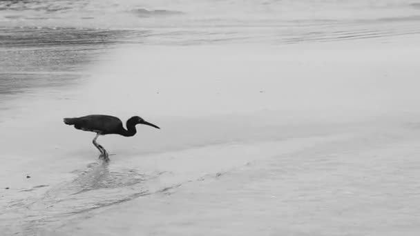 Велика Чорна Водяна Пташка Лелека Йде Рибалити Стоїть Воді Пляжі — стокове відео