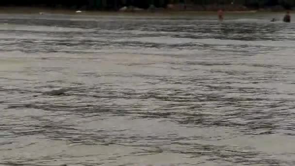 Gran Cigüeña Garza Negra Volando Sobre Agua Playa Naiyang Sakhu — Vídeos de Stock